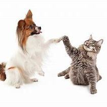 Team Page: One Paw At A Time (Adoption Center)